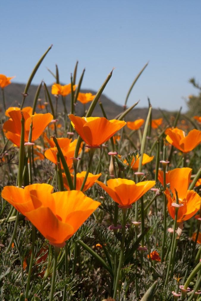 Laguna Canyon Flowers - Poppys