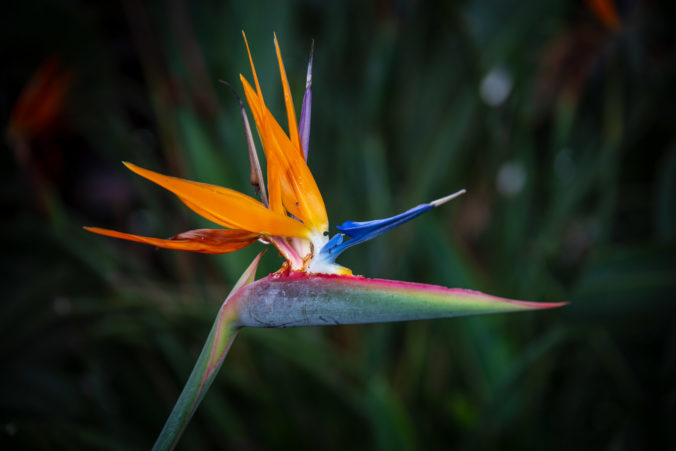 Bird of Paradise