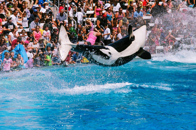 Shamu