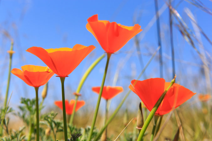 CA Poppies