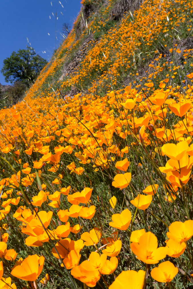 Wild Poppies!