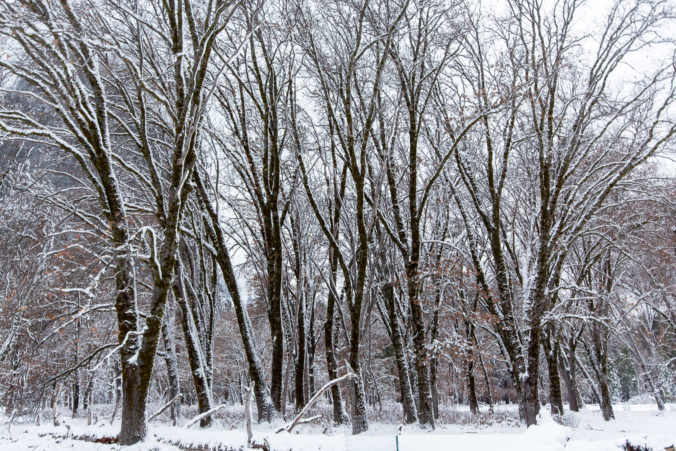 Yosemite Trees in Winter